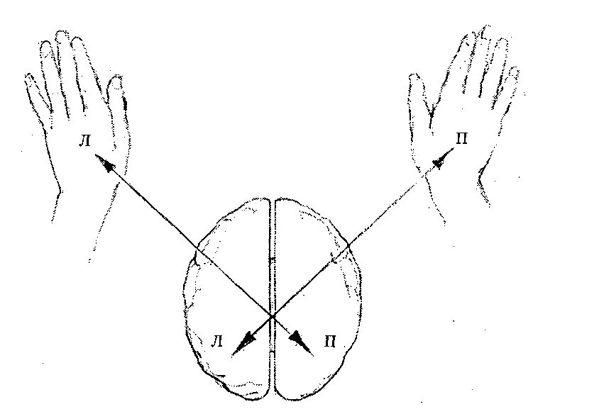 Полушария и руки. Левая рука правое полушарие. Связь полушарий и рук. Руки и мозг взаимосвязь. Кинезиология.