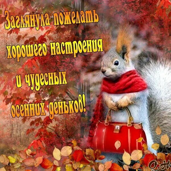 Осенняя пора. Чудесного осеннего дня. Добрый день осень. Открытки чудесной осени. Осень деньки чудесные осень.