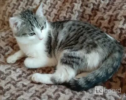Авито курск котята
