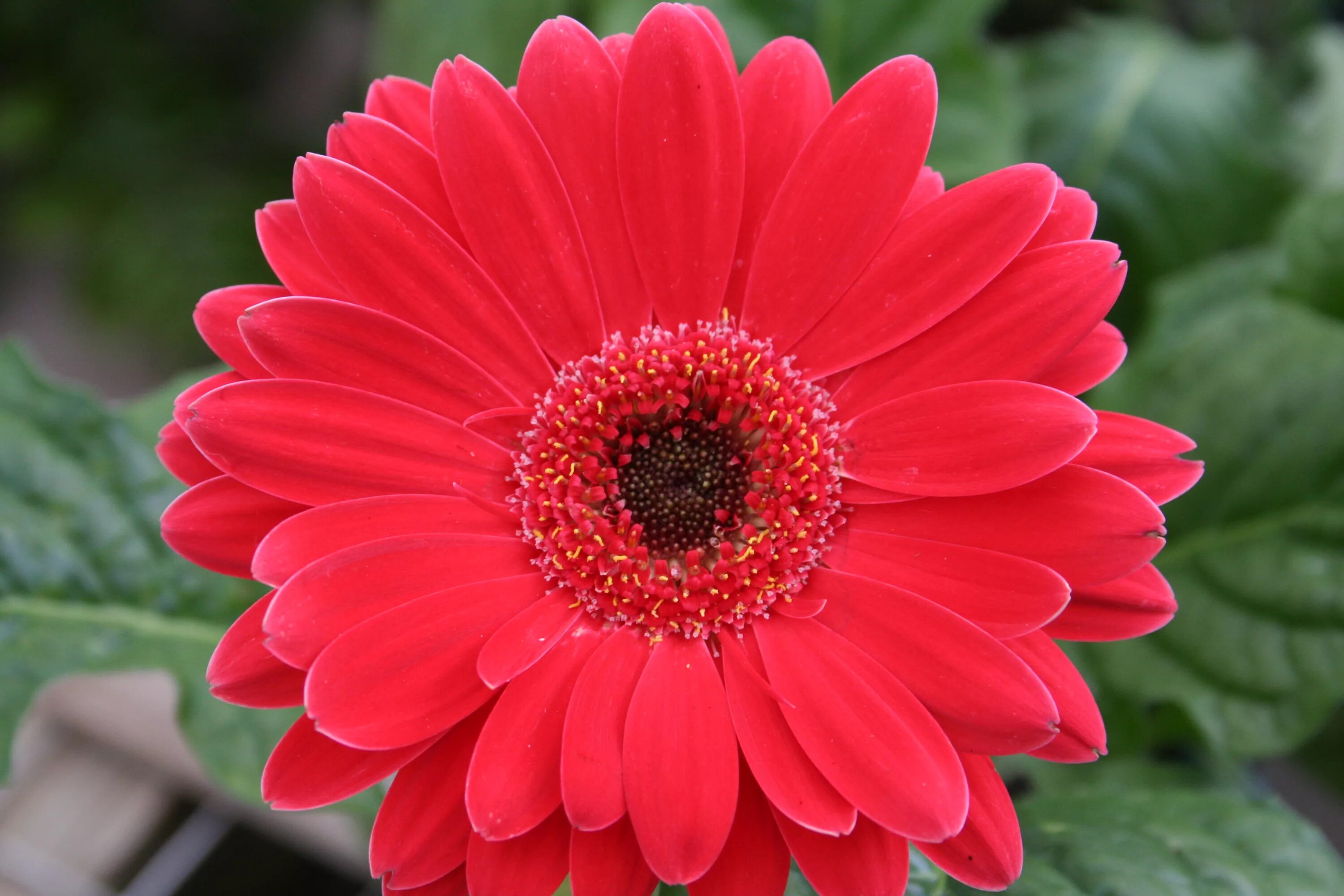 Ромашка эхинацея Гербера. Гербера Авиньон. Red Gerbera Daisy. Королевская Гербера.