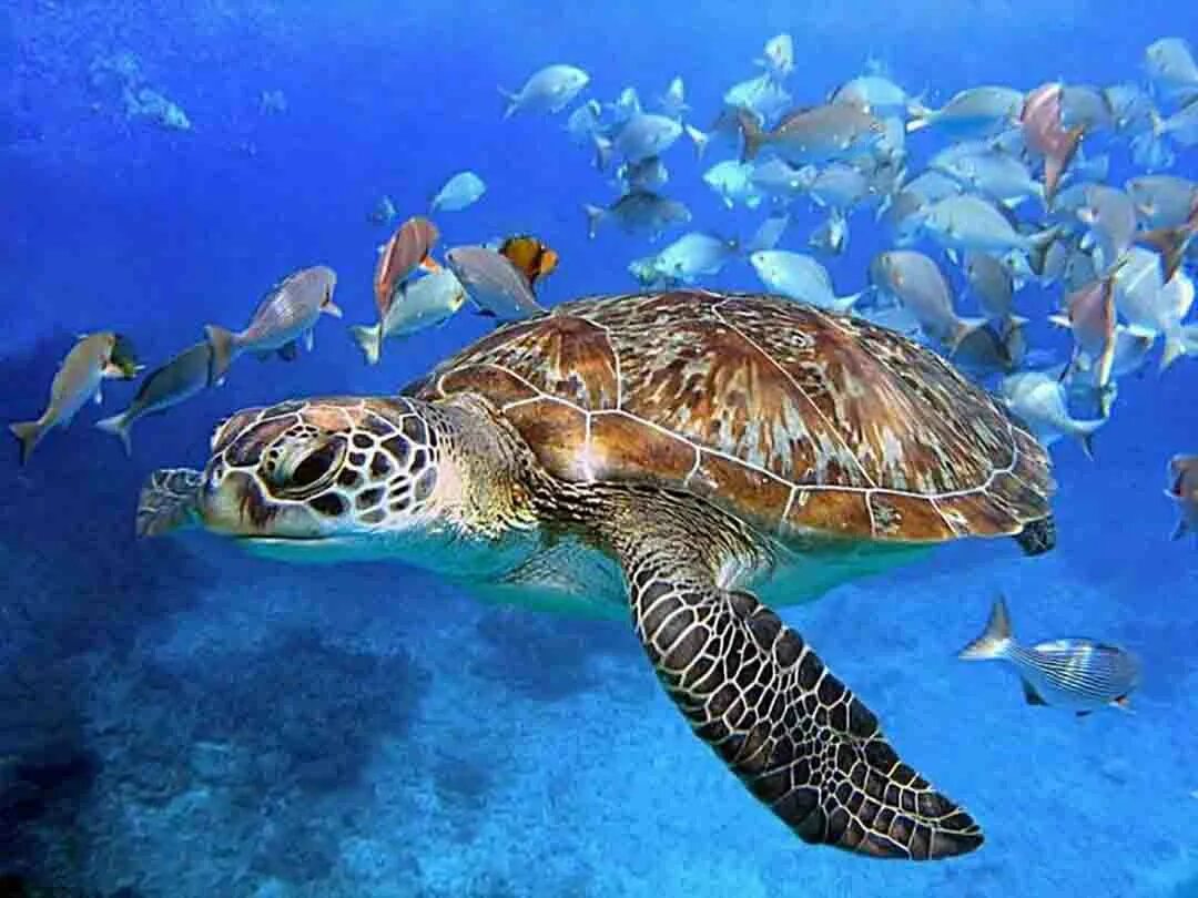Скорость морской черепахи. Остров Саона черепахи. Черепахи красного моря. Шарм-Эль -Шейх черепаха. Морская черепаха Египет.
