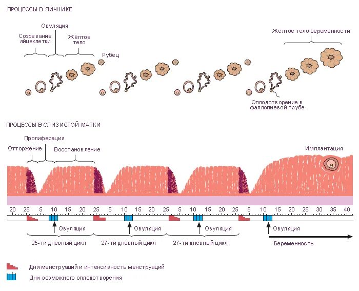 На какой день происходит имплантация после овуляции. Процесс овуляции. Овариальный цикл. Процесс месячных и овуляции. Процесс овуляции как происходит.