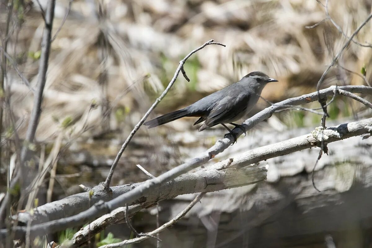 Gray catbird птица. Серая птица с серым клювом. Дрозд крапивник. Gray catbird птица. Серебрица птица.