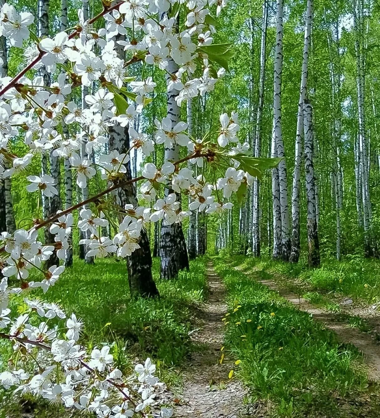 Природа весной. Весенняя красота природы. Доброго мартовского утра картинки с природой