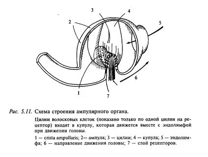 Слуховые гребешки