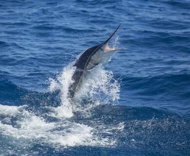 Marlin 1