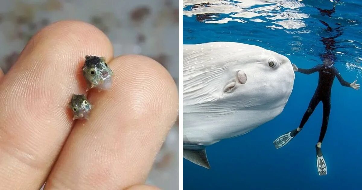 карликовая лягушка гименохирус. карликовый кускус. тканевые микрочипы. самые мелкие клетки. карликовый летучий кускус, (acrobates pygmaeus).