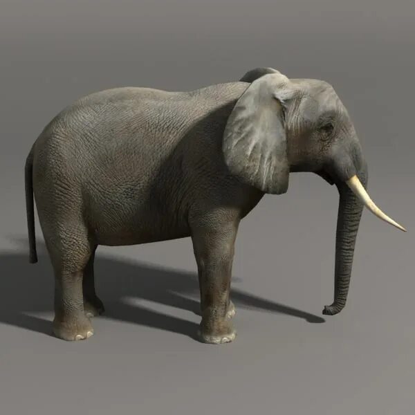 Elephant rhino. Слон 3д модель. Шерсти носорог 3d модель. Lowpoly носорог STL. Подставка для телефона слон 3d модель.