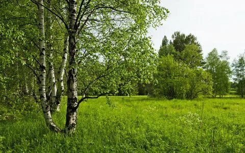 Чистотел на опушке березового леса