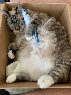 Все любят кошек