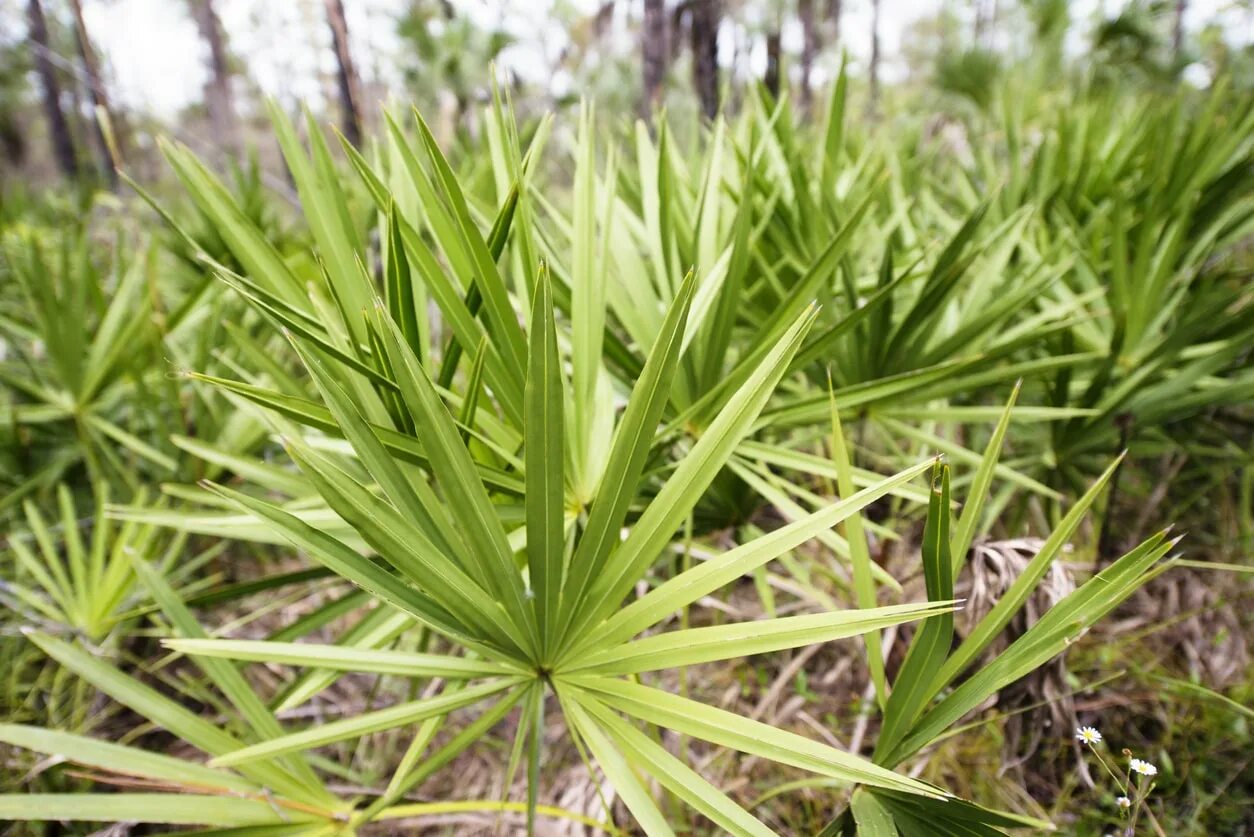 Сабаль сереноа Пальма ползучая Palmetto Serenoa. Сереноа ползучая. Сереноа Репенс. Экстракт плодов пальмы сабаль. Экстракт пальмы сереноа