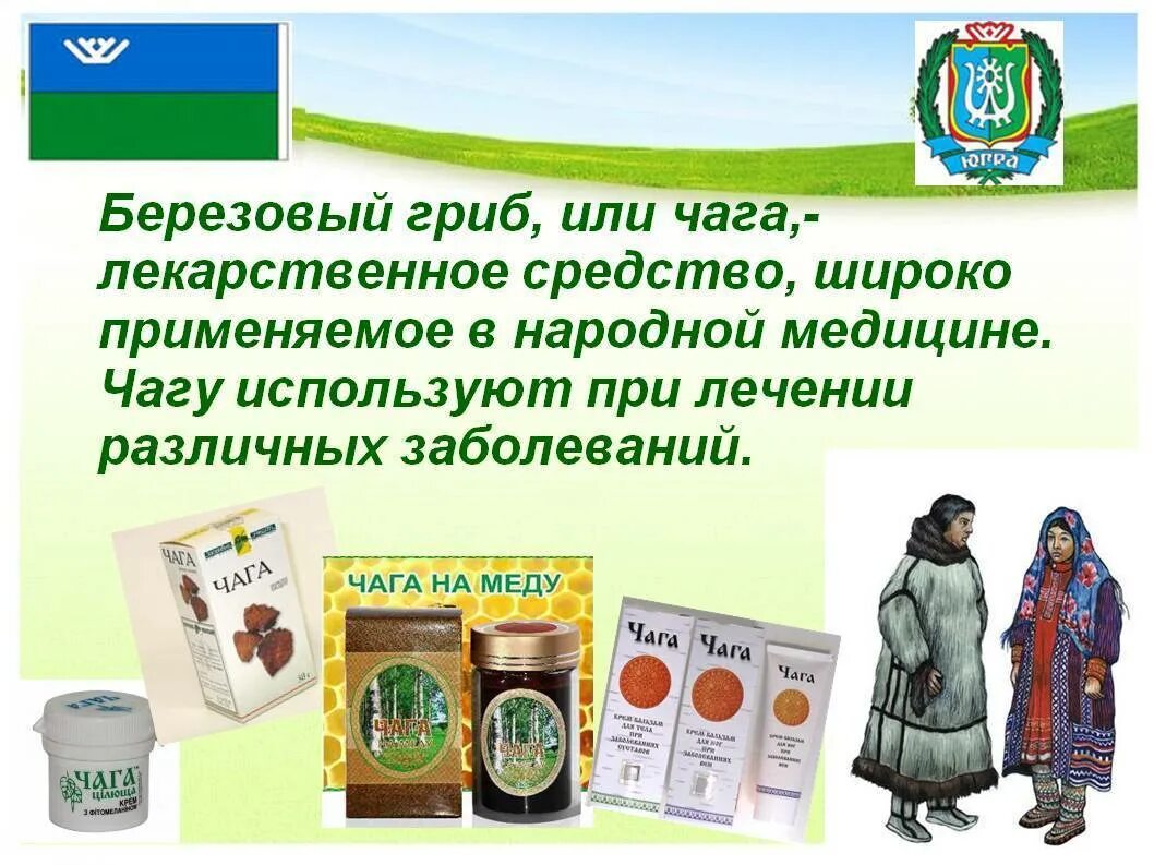 Чага березовая для здоровья. Чага лекарственное средство. Чага народной медицине. Чага польза и вред здоровью. Чем полезна чага для здоровья.