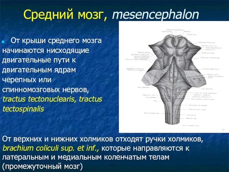 Крыша четверохолмия среднего мозга. Нижние холмики крыши среднего мозга латынь. Крыша среднего мозга (пластинка четверохолмия). Верхние холмики крыши среднего мозга.