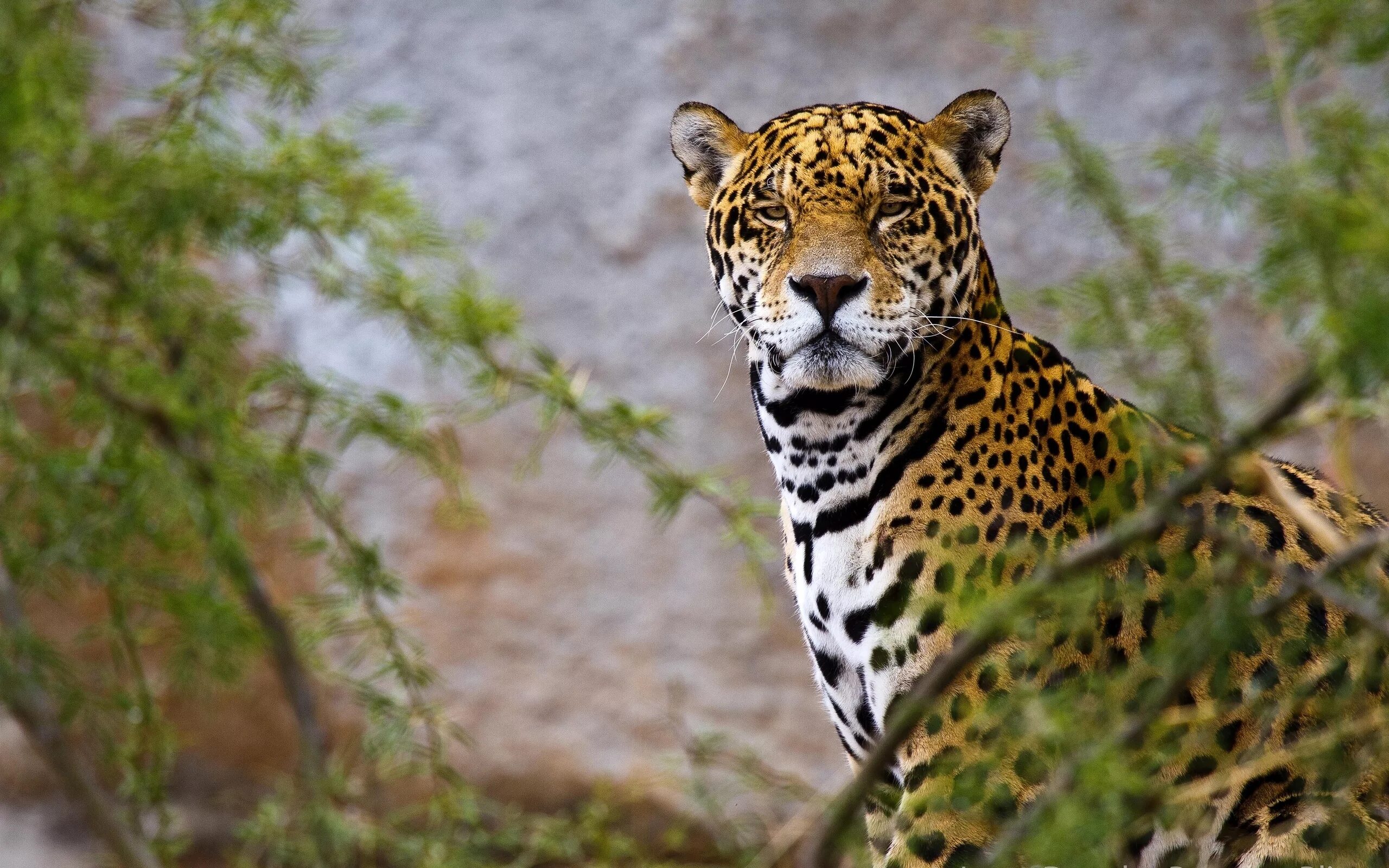 Ягуар животное. Южноамериканский Ягуар. Ягуар Аргентина. Ягуар хищник.