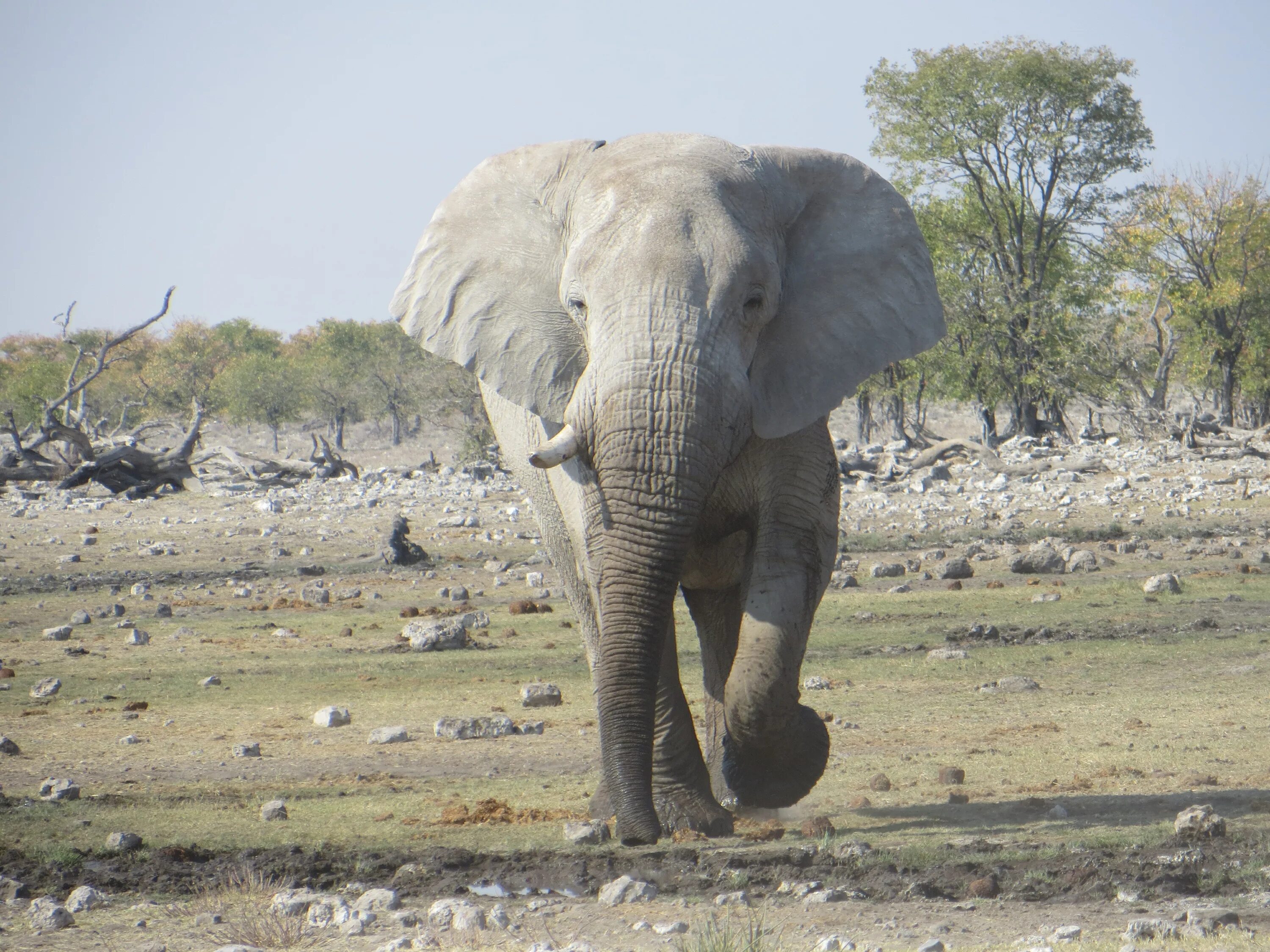 Elephants walking. Bull Elephant Underbelly. Elephant Roadblocks.