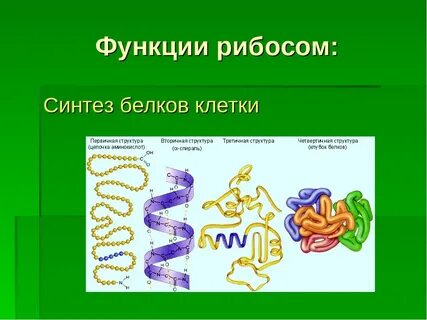 Химическое строение клетки белки