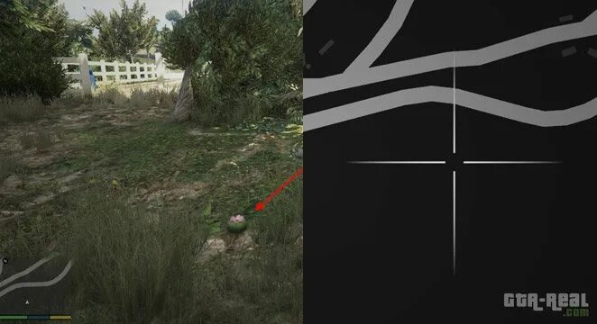 Где найти все лофофоры. Лофофоры в gta 5. gta 5 лофофоры карта. карта лофофор в гта 5. лофофора в гта 5.
