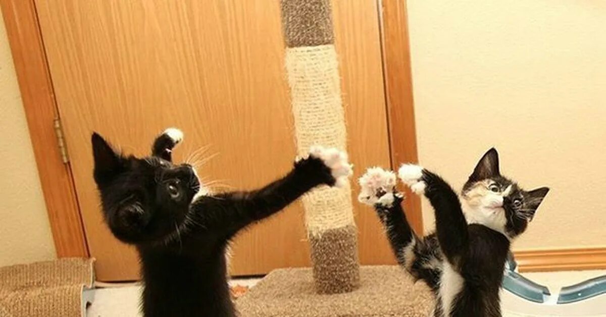 Вальсирующий кот. Коты танцуют. коты танцуют вальс. коты вальсируют. два кота танцуют.