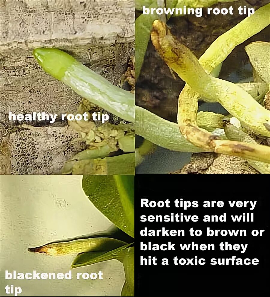 Round root. TIPSIS untopsis. Root rot disease. Not healthy roots.