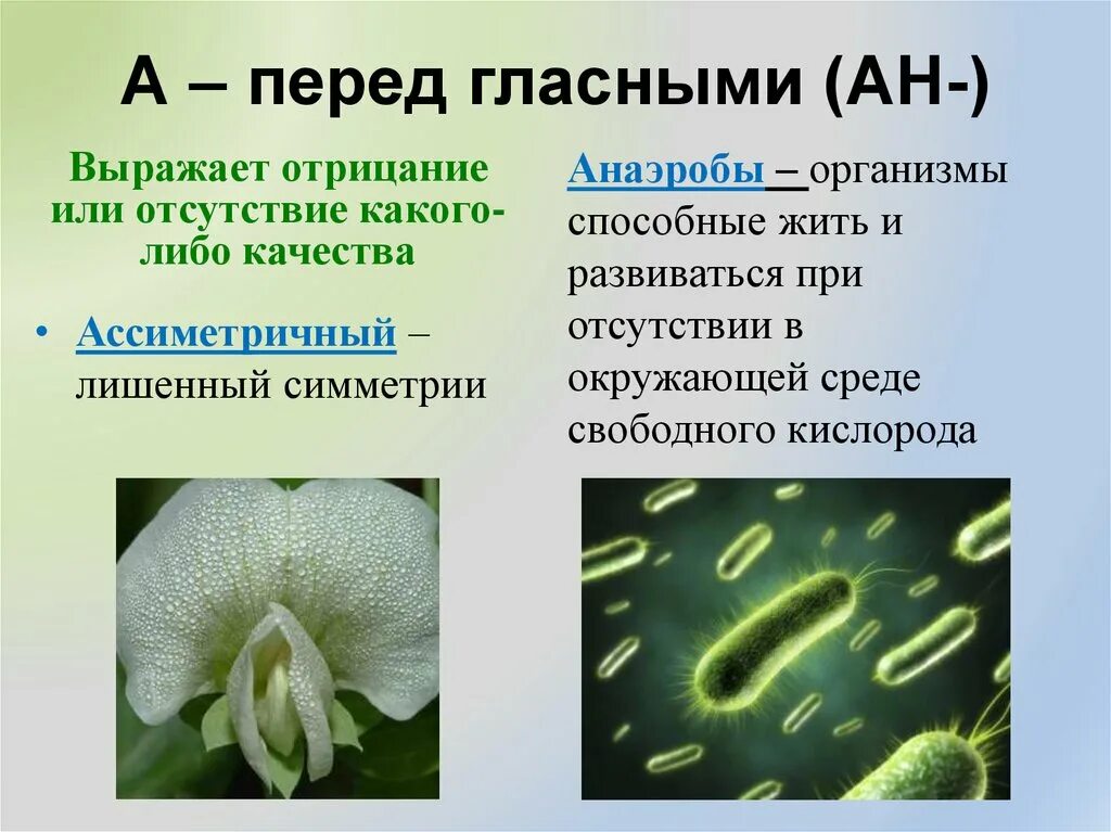 Организмы не способные к активному. Растения анаэробы. Организм способный жить без кислорода. Организмы способные жить только в присутствии кислорода. Микробы живущие и развивающиеся при отсутствии кислорода называют.