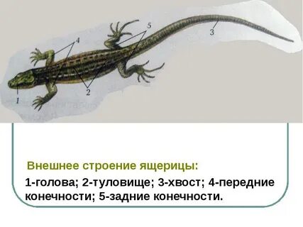 Внешний вид ящерицы