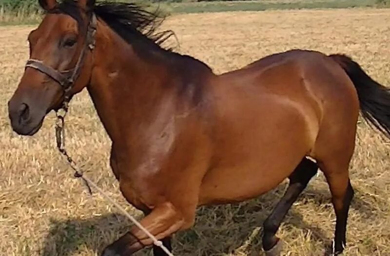 красная лошадь пензенская область. авито лошади астраханская. лошади авито курская область. продажа лошадей. продаются лошади.