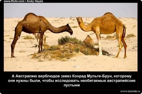 Интересные факты о верблюдах