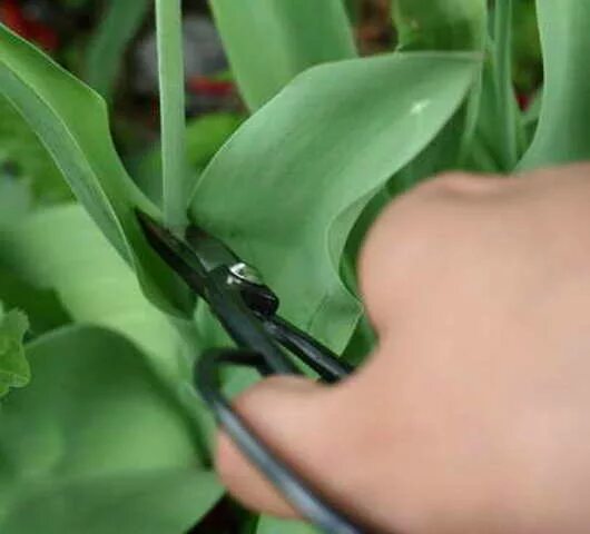 Как подрезать тюльпаны. Как подрезать тюльпаны. Обрезать тюльпаны. Гиацинт выкопка луковиц. Как подрезать тюльпаны.