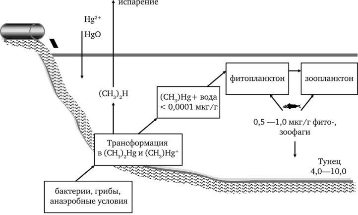 Ртуть схема. Схема миграции тяжелых металлов (ртути, свинца). Схема миграции тяжелых металлов ртути. Схема метаболизма ртути. Схема уровней ртути.