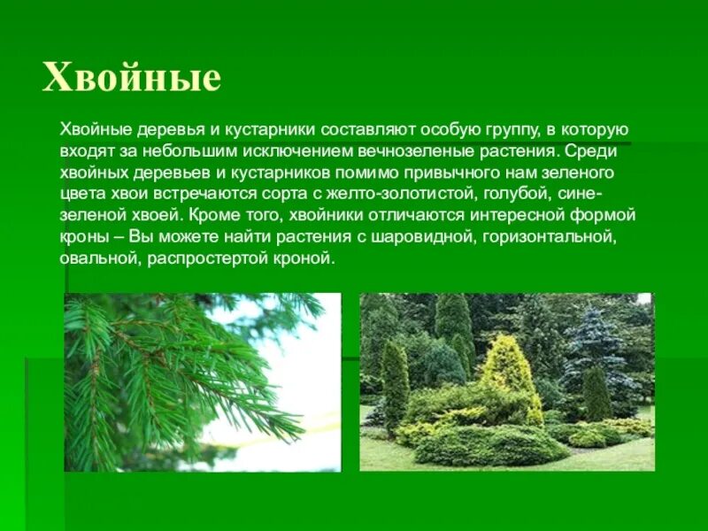 Хвойные нашей страны. Сообщение о хвойных. Описание хвойных растений. Хвойные это информация. Вечнозеленые деревья.