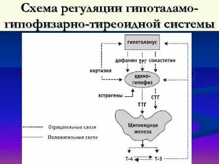 Регуляция гормонов щитовидной железы