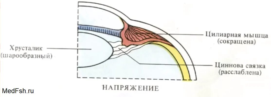 Мышца хрусталика цилиарная мышца. Аккомодация цилиарная мышца. механизм аккомодации цилиарная мышца. циннова связка и цилиарная мышца. сокращение цилиарной мышцы.