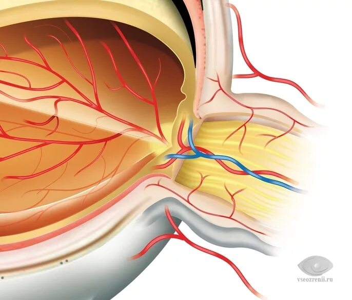 Место откуда выходит зрительный нерв. Строение зрительного нерва глаза. Зрительный нерв глаза анатомия. Зрительный нерв строение анатомия. Неврит зрительного нерва.