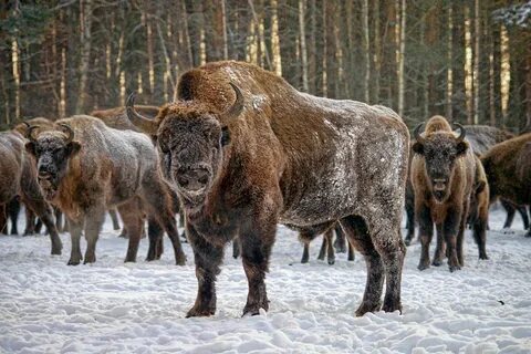 Зубры в орловском полесье