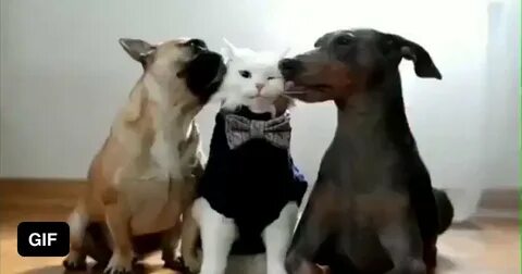 Включи смешное видео про кошек и собак