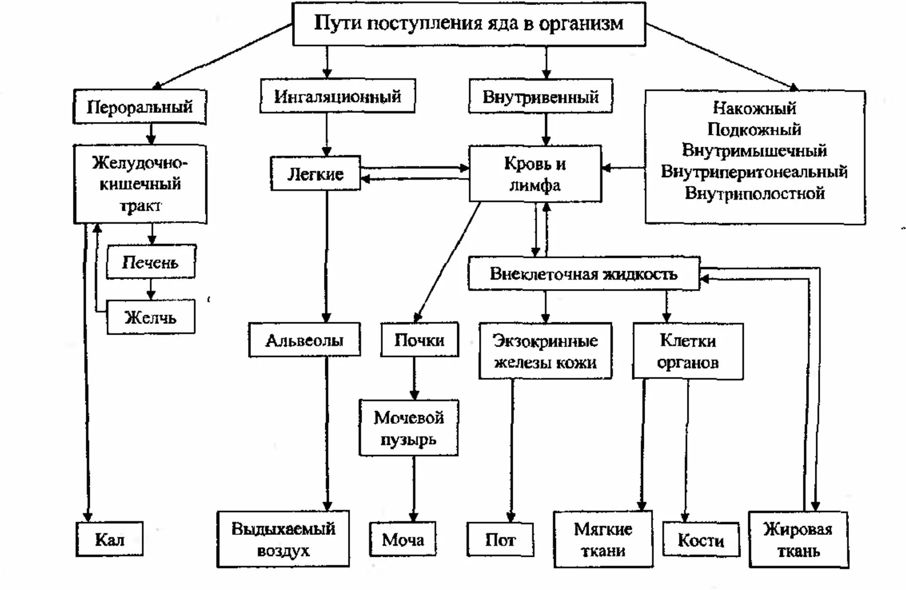 Пути попадания ядов в организм человека. Пути поступления ядовитых веществ в организм. Пути выведения промышленных ядов из организма. Пути поступления яда в организм ребенка. Каковы возможные пути поступления ядов в организм.