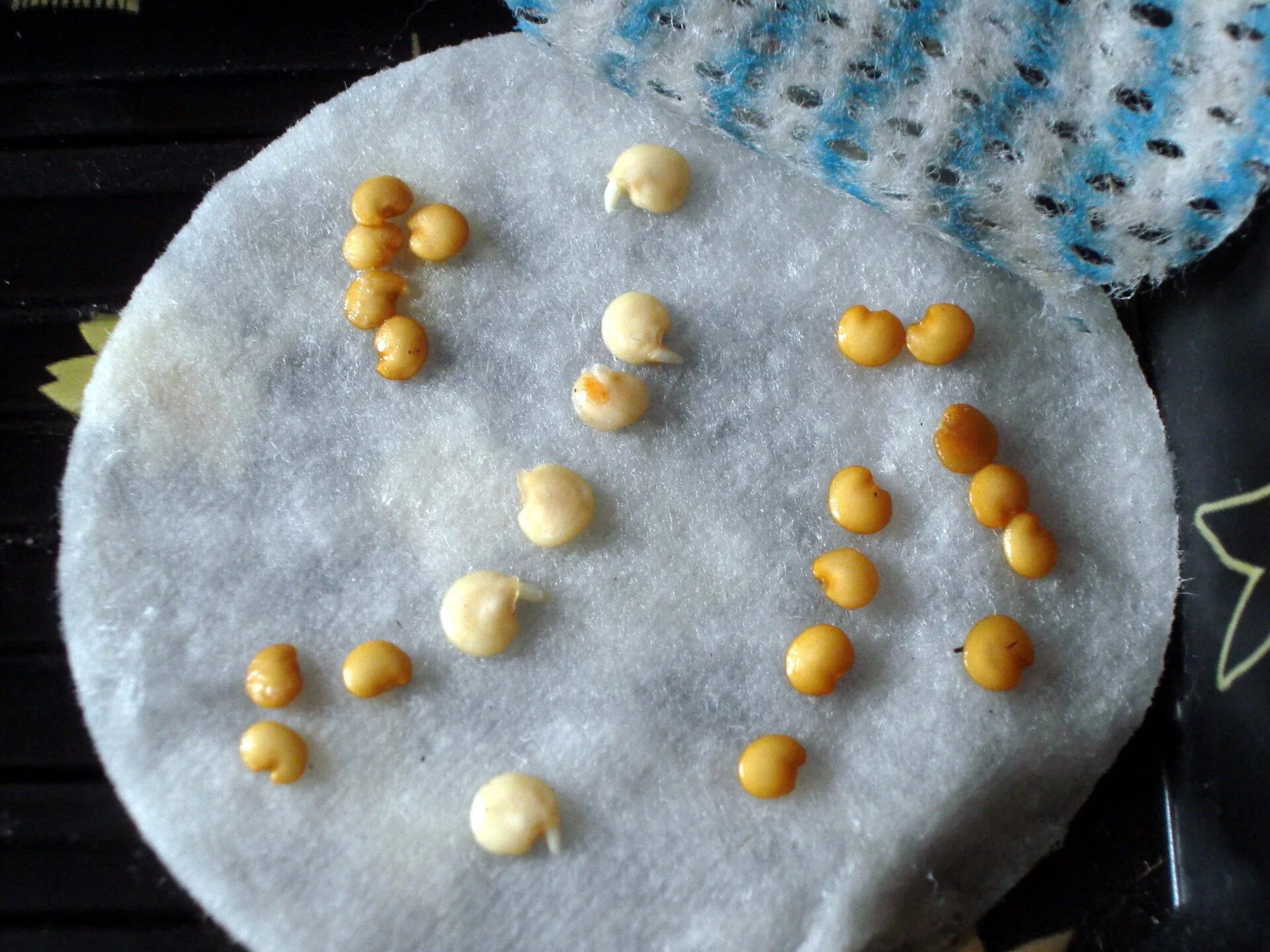 сколько прорастают семена перца при замачивании. сколько прорастают семена перца при замачивании. семена на ватном диске. семена перца прорастание. плсеятьсемена помидор.