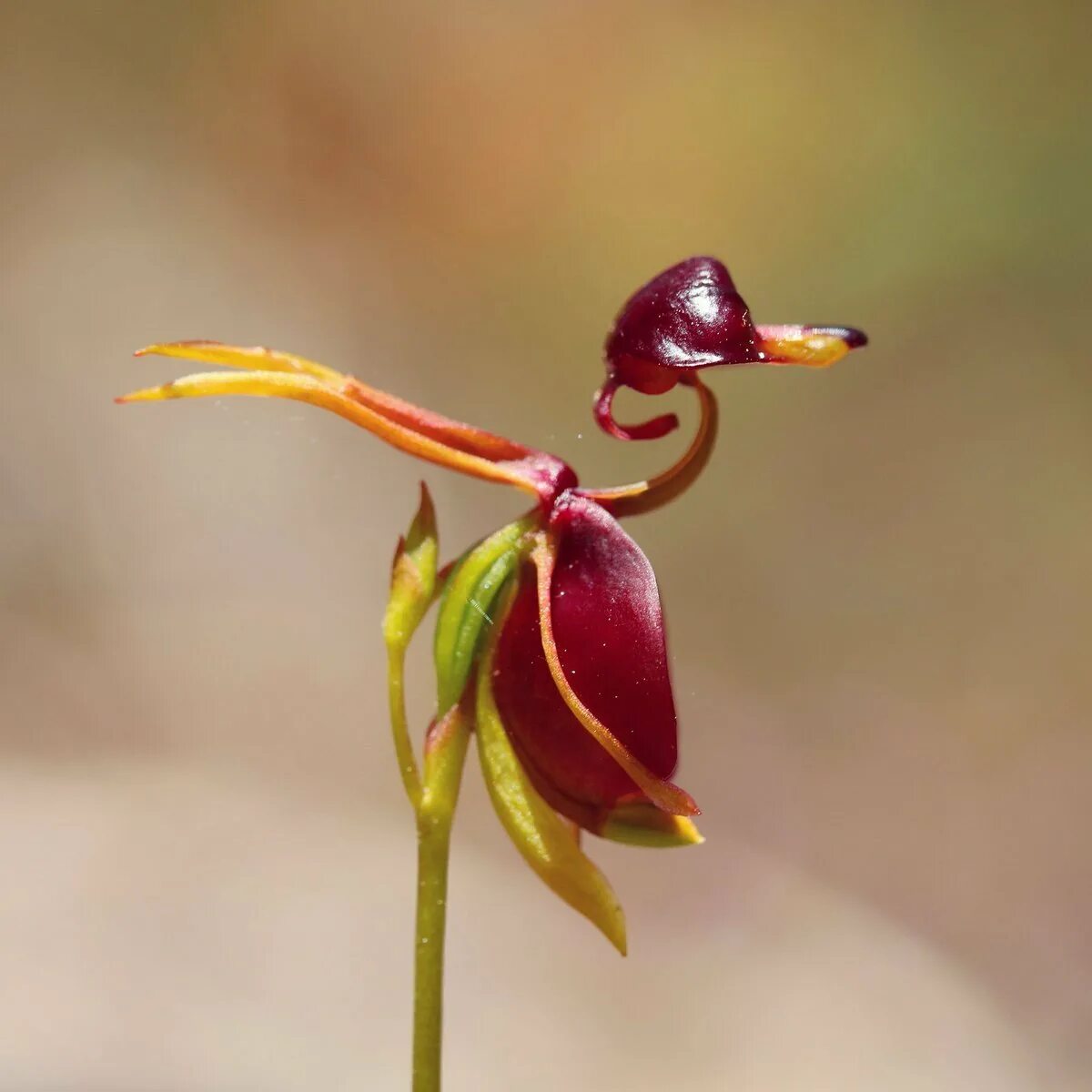 Цветок хары бюль бюль у шуши. Орхидея калания. Хары бюльбюль. Хари булбул цветок. Харе бюль бюль.