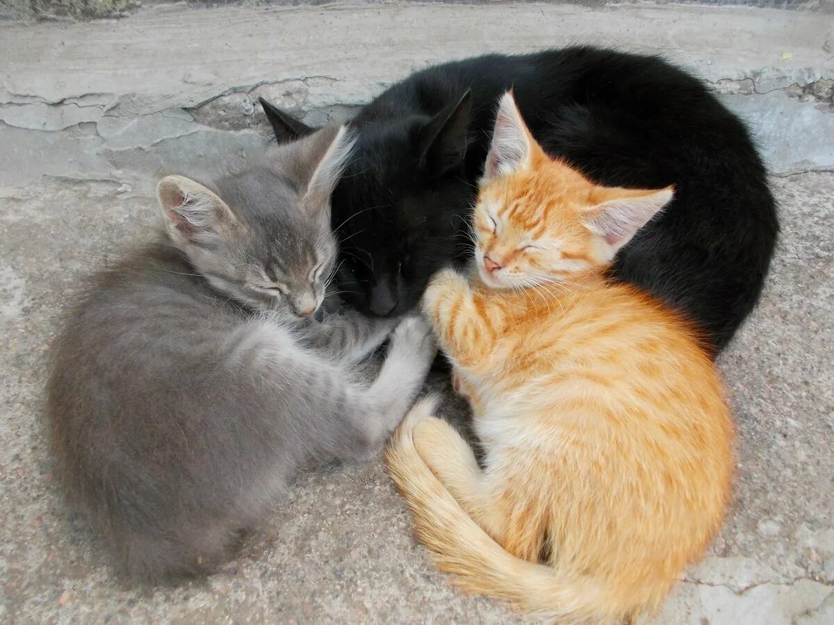Трое и кот. Рыжий и черный кот. рыжий и черный котики. котики обнимаются.