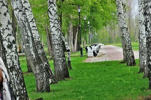 Березовая роща 1а д ольгино меню