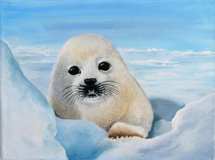 Байкальская нерпа белек. Белек нерпы. Программа белька. Программа белька. Программа белька.