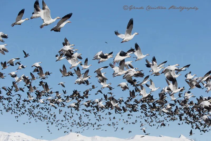 Миграция птиц. Миграция перелетов птиц. Миграция птиц хорошее качество. Форма полета стаи птиц.