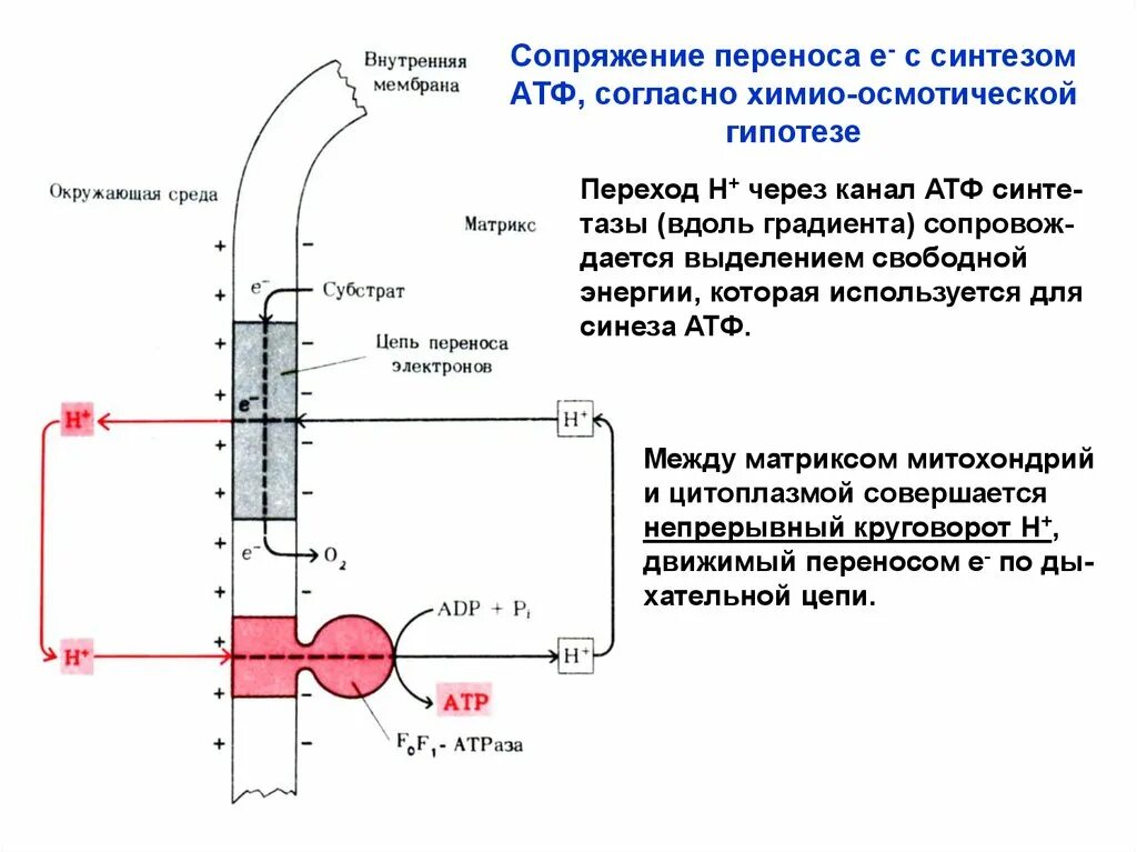 Сопряженный Синтез АТФ это. Синтез АТФ схема. Баланс между синтезом АТФ И транспортом электронов. Сопряжение АТФ.