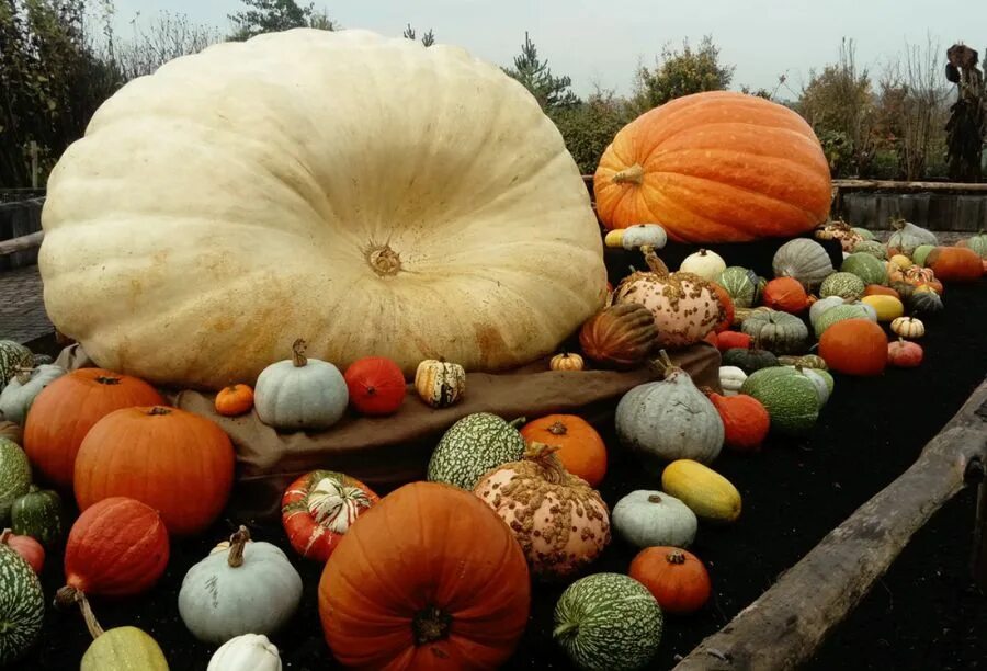 самая большая тыква. тыква твердокорая сорта. тыква сибель. виды тыкв. тыква это овощ или фрукт.