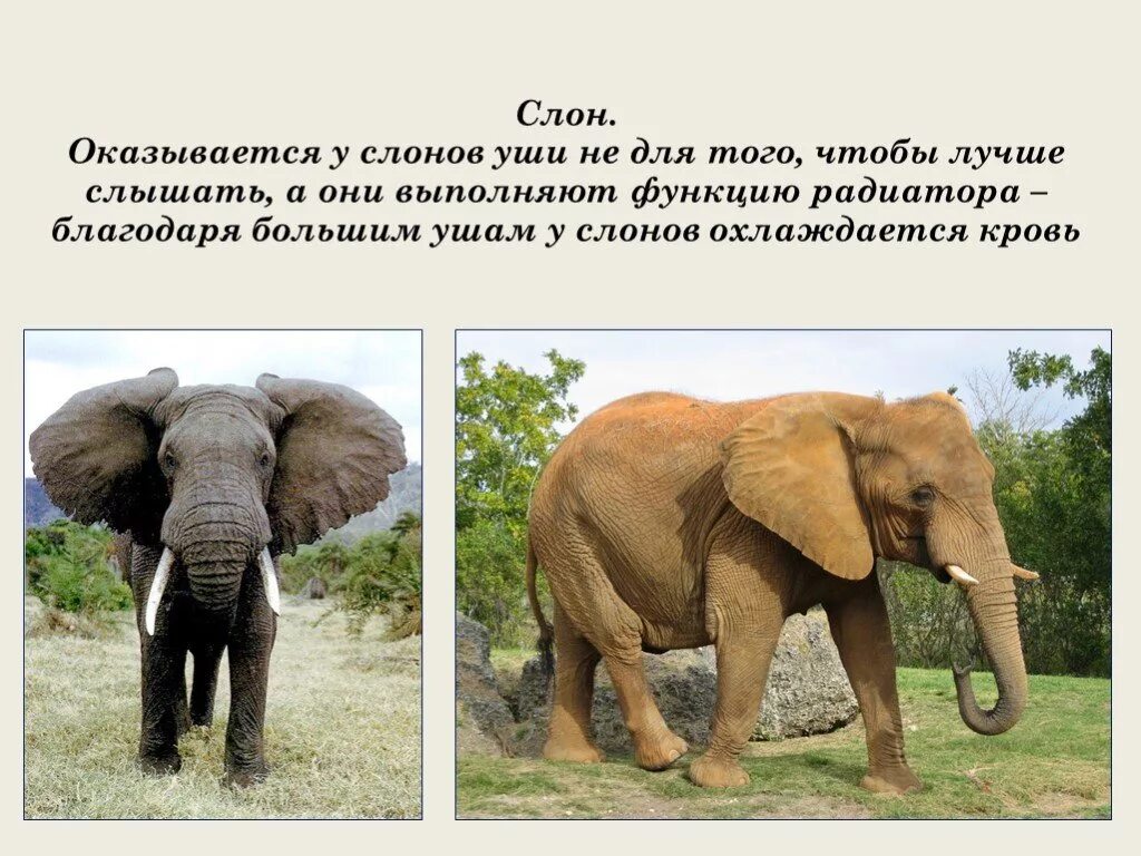 Уши слона. У слона большие уши. Почему у слона большие уши. Большие уши слонов. Почему слона назвали слоном