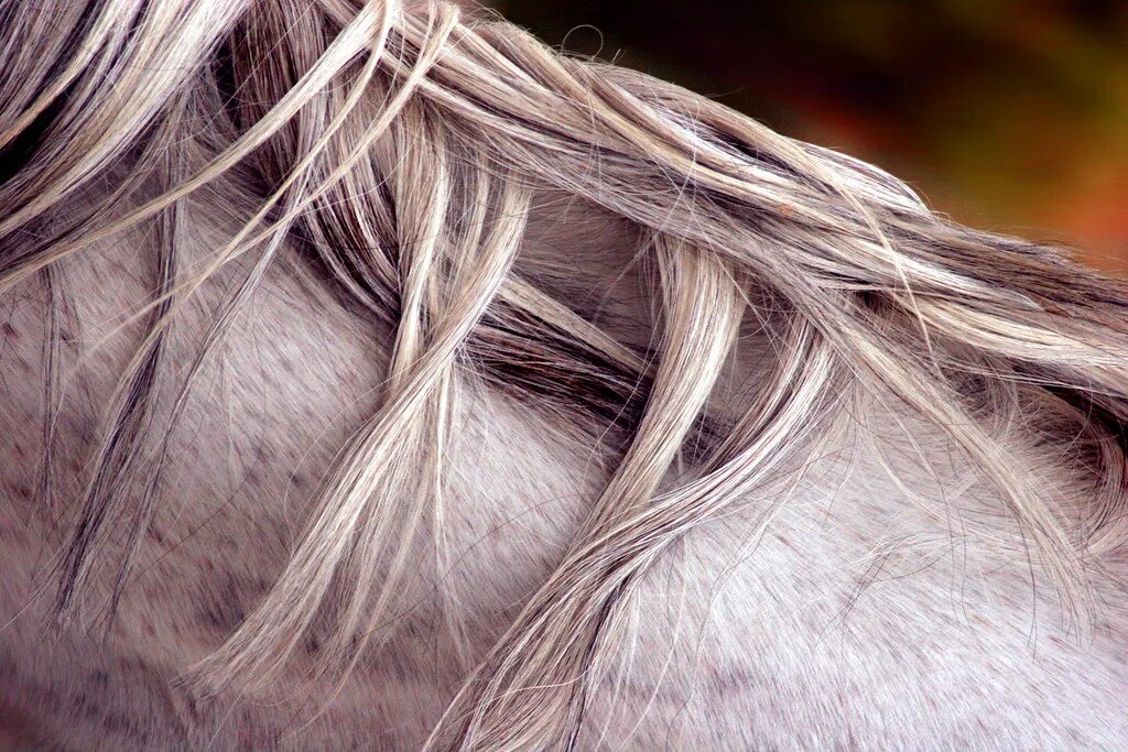 Horse hair. Лошадиный волос. Волосы лошади. Шерсть лошади.