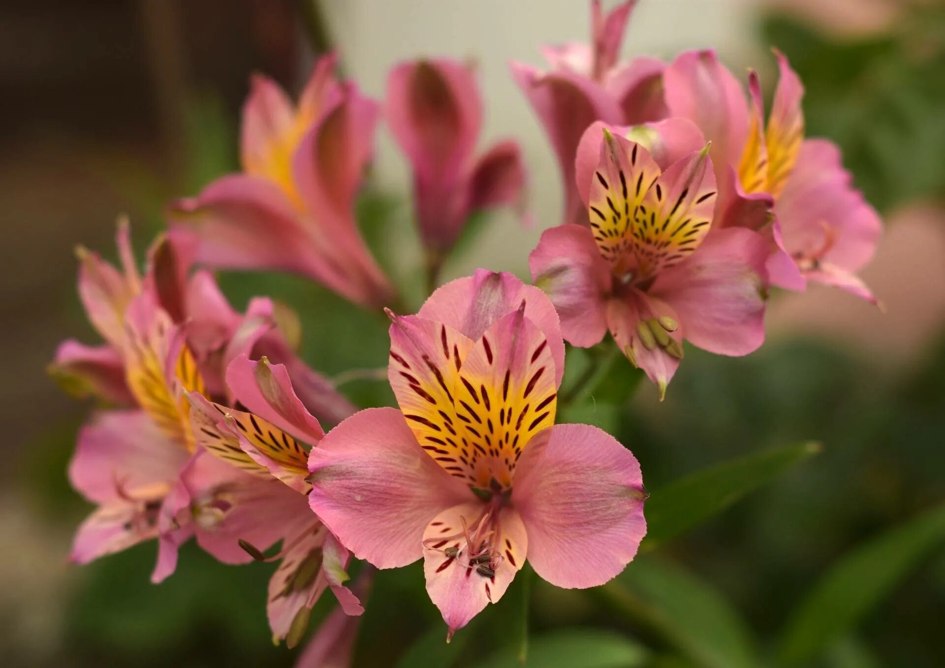 Альстромерии. Альстромерия (Alstroemeria). Перуанская Лилия альстромерия. Альстромерия Венус. Лилия и альстромерия.