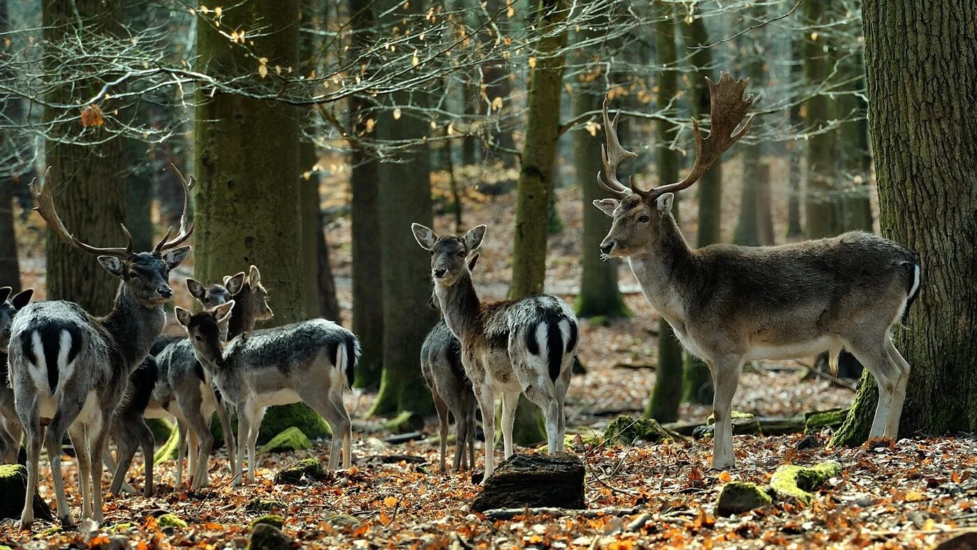 Встреча в лесу прохождение. Встреча в лесу прохождение. Встреча в лесу прохождение. Встреча в лесу прохождение. Золотое руно лось и волки.