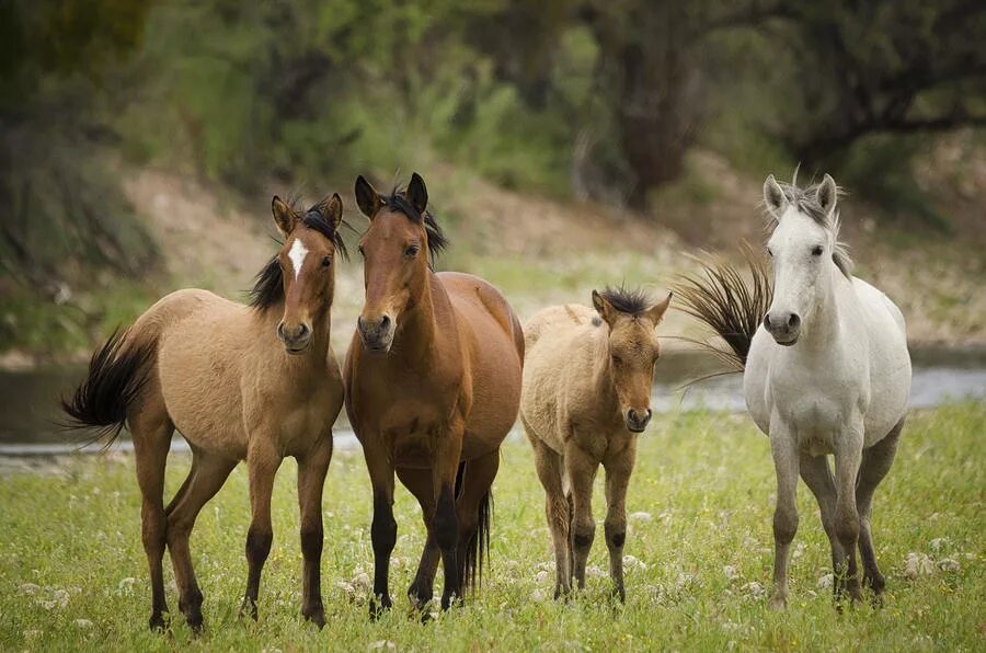 Четверо коней. Семья лошадей. Семья диких лошадей. Представители лошадей. Семейка лошадей.