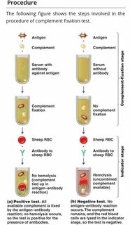 Объясните значение тэ и производящих основ haemolysis